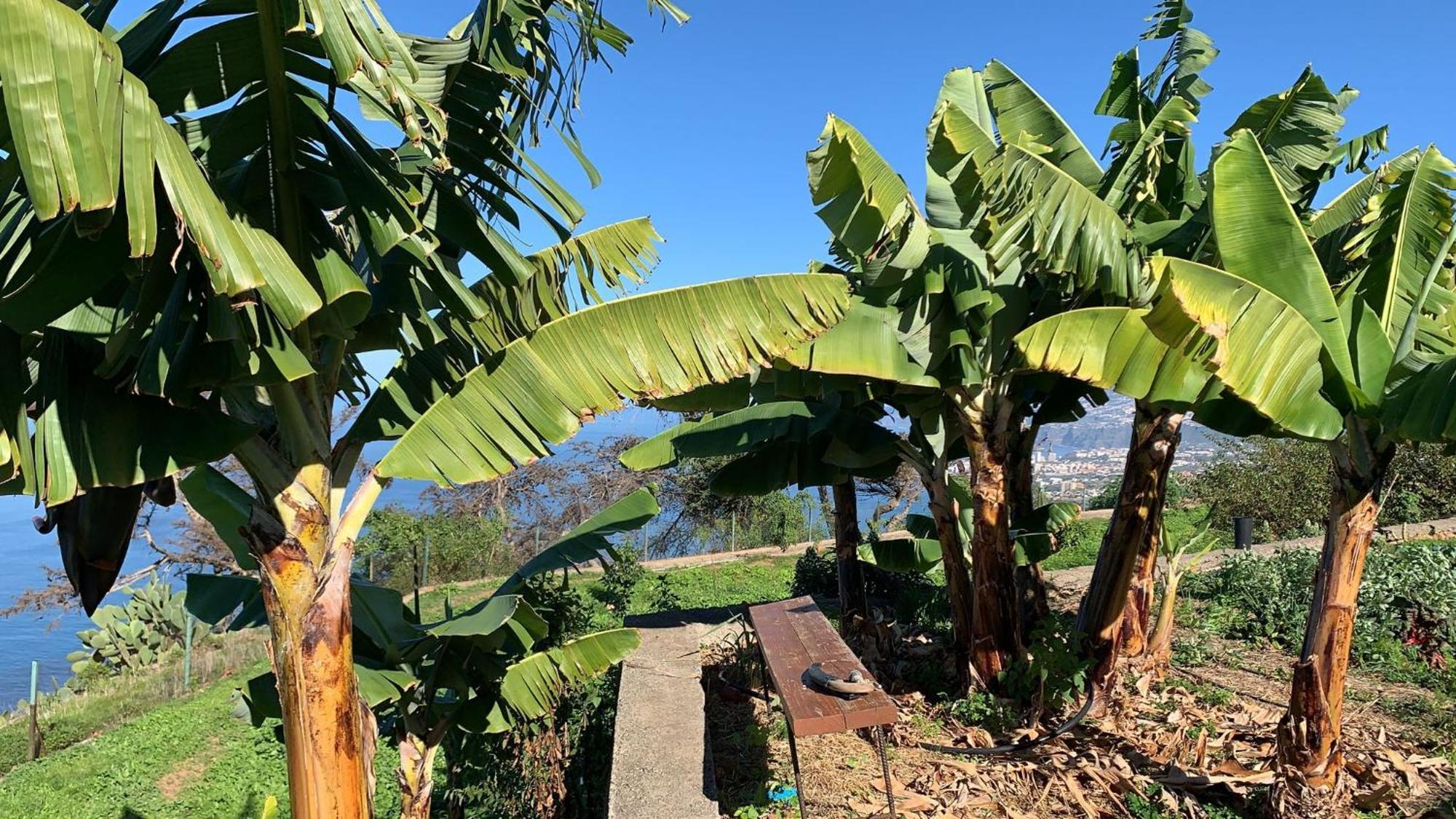 Casas En Finca Ecologica La Espiral, Naturaleza, Calma Y Vistas Al Mar, Icod el Alto 외부 사진